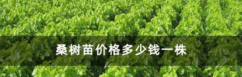 种植桑树的全流程（打造优质桑叶，实现增收致富）