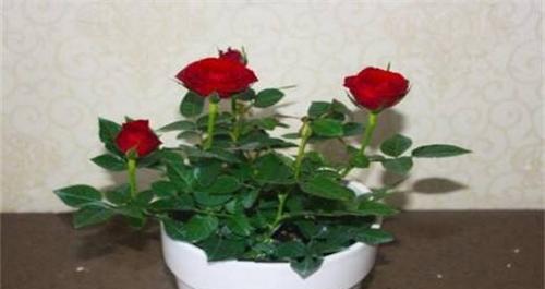 玫瑰花的种植与养护（如何种植健康的玫瑰花并有效地进行养护？）