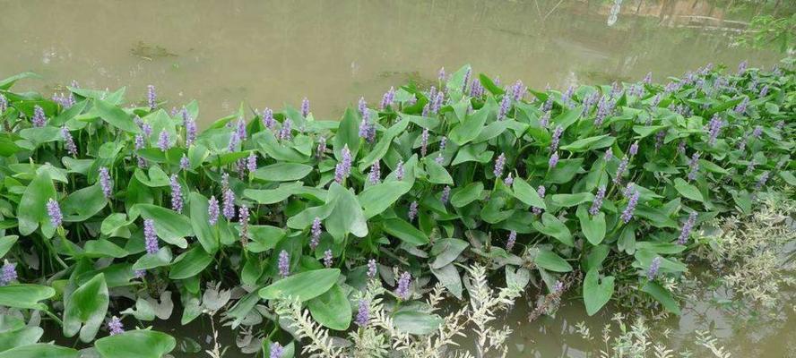 水生花卉的栽培管理（打造清新水景，轻松栽培水生花卉）