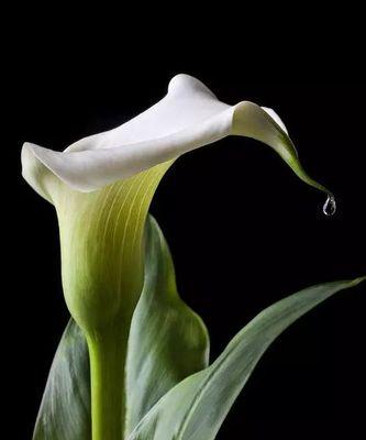 马蹄莲花的养护与浇水（如何正确养护马蹄莲花，让其长势健康）