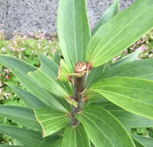 如何将百合花打顶变多头（从零开始，轻松学习百合花打顶技巧）