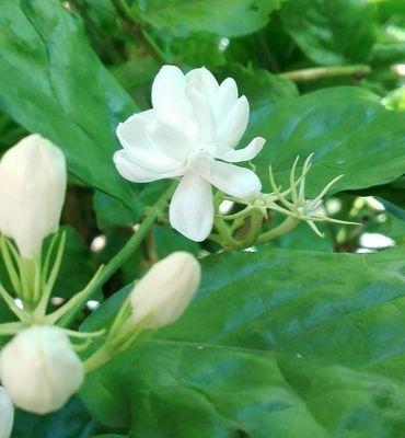 夏日盛放的花朵（探寻炎热季节中最美的植物世界）