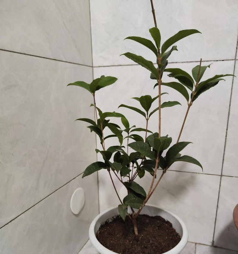 四季桂花品种比较，哪个最香？（探秘四季桂花的芳香之旅）