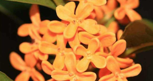 四季桂花品种比较，哪个最香？（探秘四季桂花的芳香之旅）