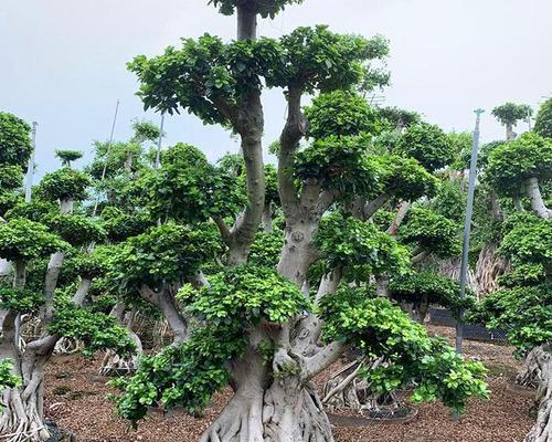 小叶榕树盆景嫁接制作技巧（打造精美小叶榕树盆景，让花园更美丽）