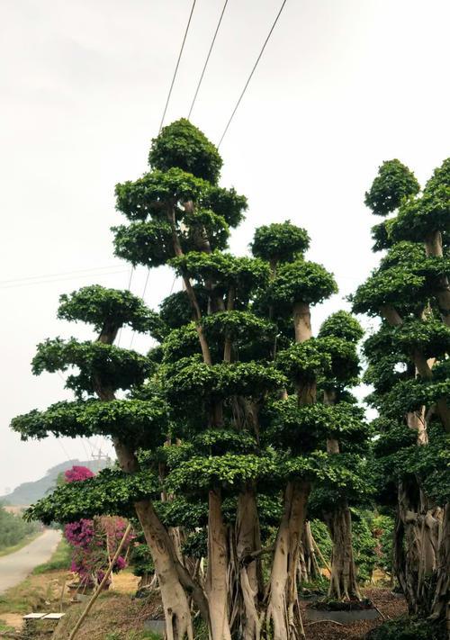 小叶榕树盆景嫁接制作技巧（打造精美小叶榕树盆景，让花园更美丽）