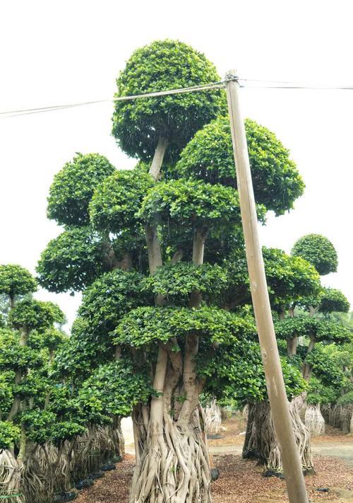 小叶榕树盆景嫁接制作技巧（打造精美小叶榕树盆景，让花园更美丽）