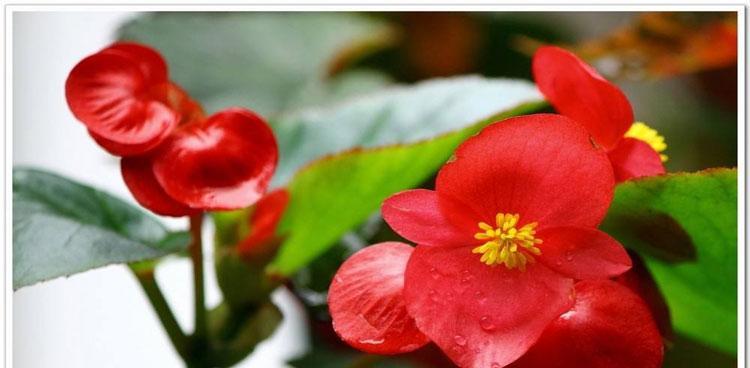 斑叶竹节秋海棠花的养殖方法（繁衍生息、步步为营——从种植到养护的全面指南）