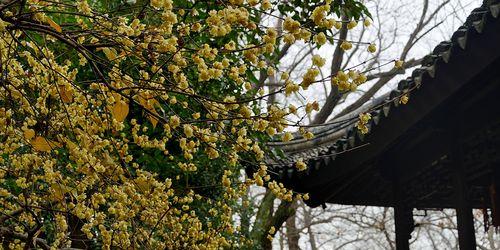 冬日里盛开的美丽花朵（探秘冬季开花植物的美丽世界）