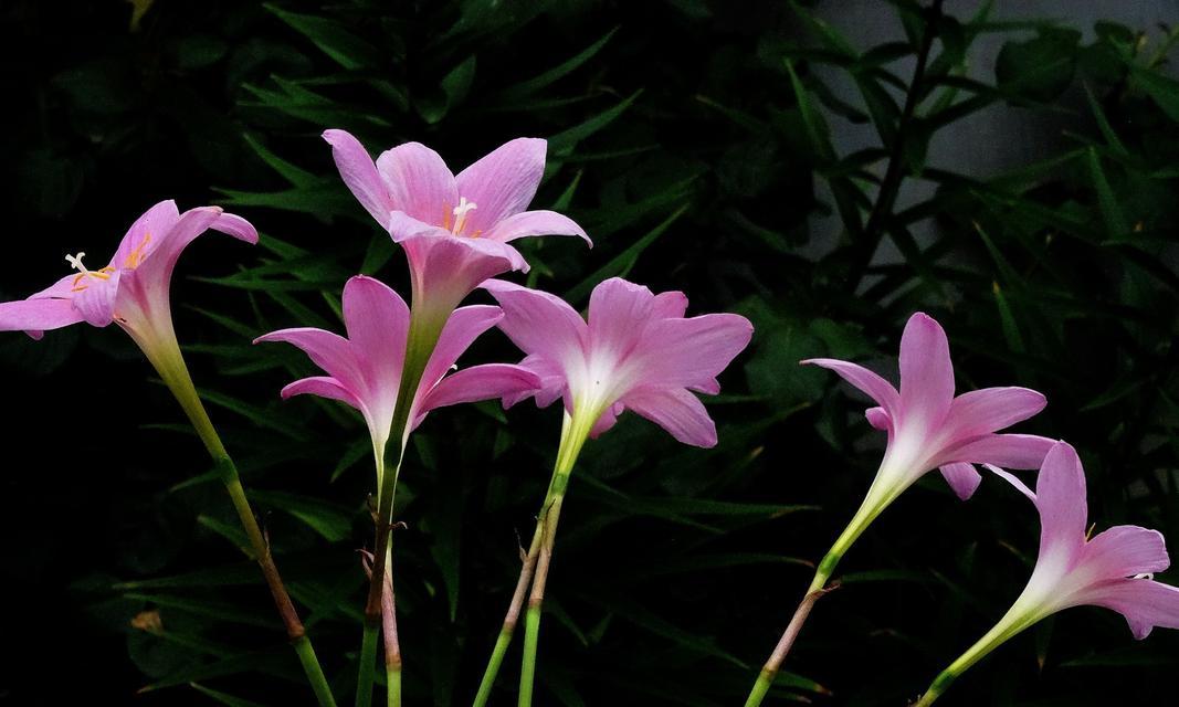 北方夏天花卉养殖指南（打造炎热夏季的清凉花园，以及花卉养殖技巧）