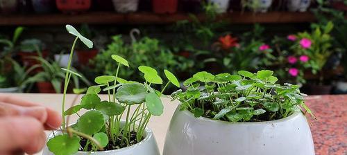 水培铜钱草的养殖技巧（轻松掌握的铜钱草种植指南）