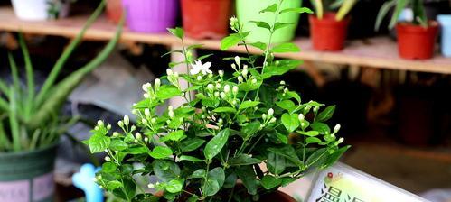 茉莉花养殖全攻略（茉莉花的种植、养护、繁殖、病虫害防治全解析）