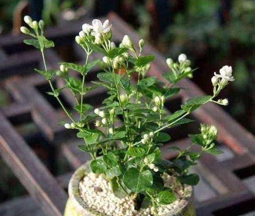 茉莉花的家庭养殖方法（打造芳香花园——茉莉花种植全攻略）