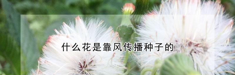 植物种子传播方式及其意义