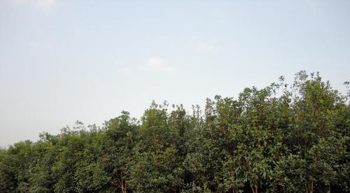 金桂花树的种植技术与管理