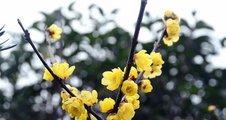 赏腊梅花，颜色缤纷（探究腊梅花的多彩世界）