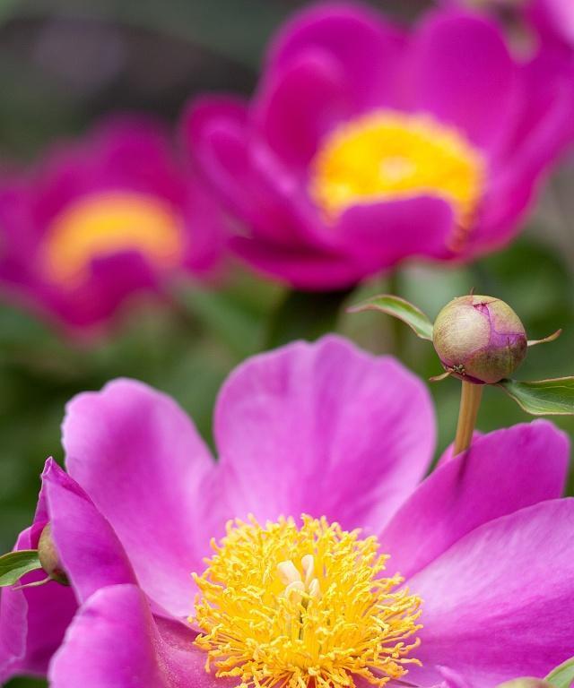 芍药花——中药与园艺的完美结合（从特点看芍药花的医用价值和观赏价值）