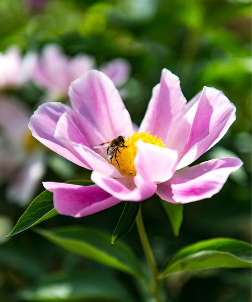 芍药花——中药与园艺的完美结合（从特点看芍药花的医用价值和观赏价值）