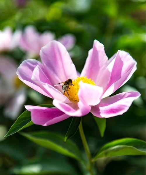 芍药花——中药与园艺的完美结合（从特点看芍药花的医用价值和观赏价值）