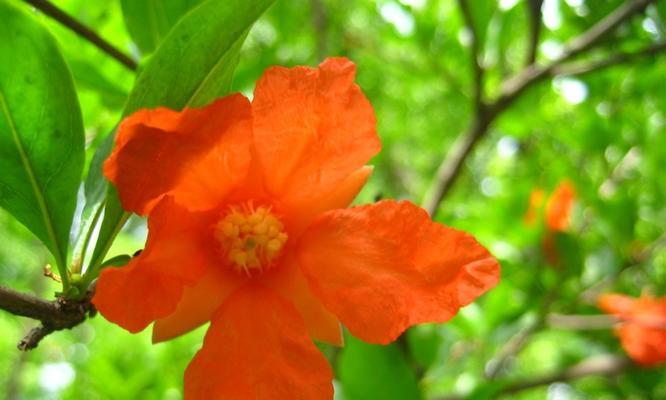 石榴花开花季节详解（了解石榴花开花季，养花不再迷茫）