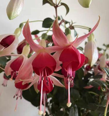 灯笼花——好养好看的室内绿植（让居室增添亮丽色彩的植物，不容错过！）