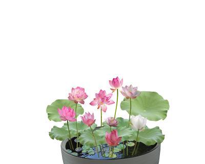 睡莲根全水养的方法与技巧（睡莲根全水养的好处与注意事项）