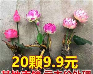 睡莲根全水养的方法与技巧（睡莲根全水养的好处与注意事项）