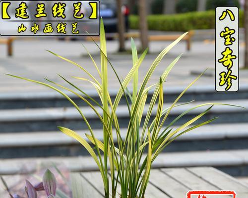 建兰为何很少有人养？（探究建兰生长、种植及养护的秘密）