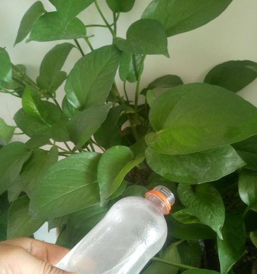 绿萝怎样施肥才能更旺盛（一份完整的绿萝肥料指南）