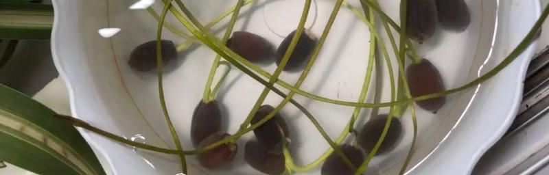 如何种出荷花优质莲子（种植技巧、养护细节与丰收心得）