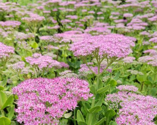 盛夏之花——夏季花卉品种介绍（繁花似锦、色彩缤纷，让花园充满生机）