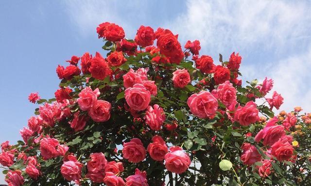 庭院花卉种植品种大全（美化庭院，丰富生活）