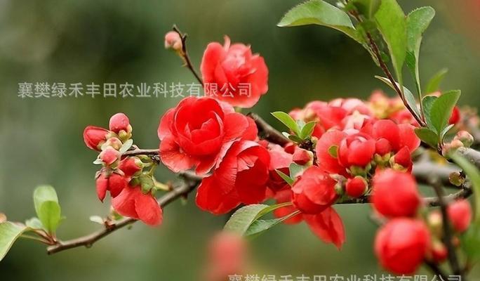 冬红海棠的养殖方法
