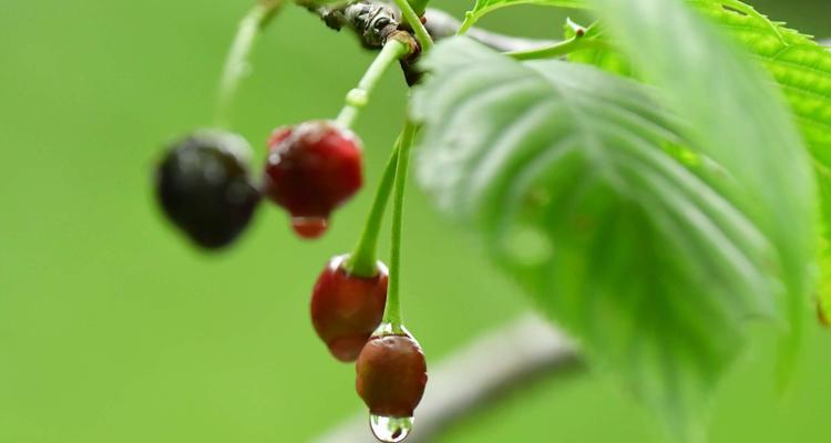 樱花的果实奇妙之处（探究樱花果实的形态、特点及食用价值）