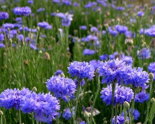 蓝色矢车菊的种植技巧（了解蓝色矢车菊的播种时间和方法，打造美丽花园）