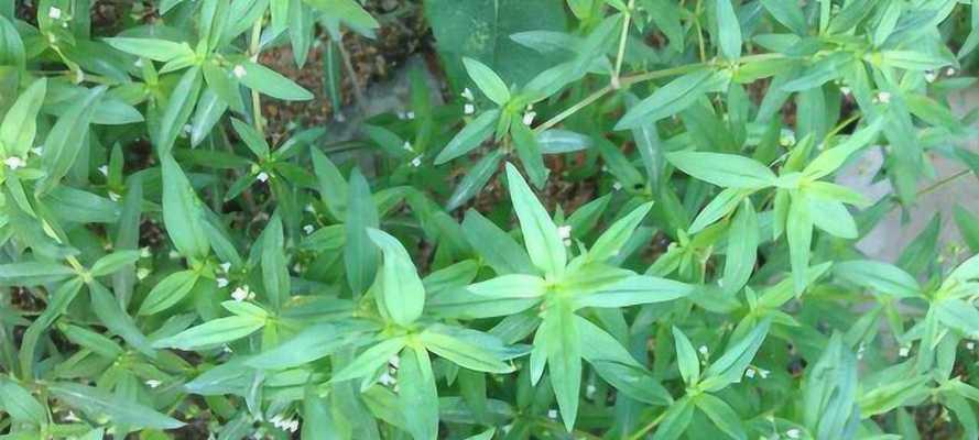 神仙草——一种神奇的植物（探索神仙草的药用和养生之道）