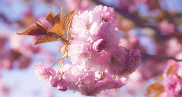 春日花海，四五月份适合种什么花？（打造鲜花田园，让生活更美好）