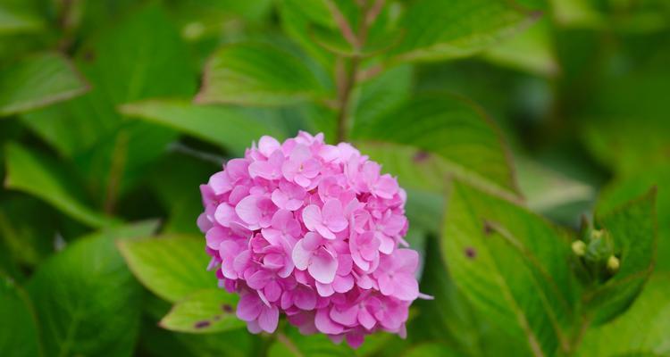 秋日花开（秋天盛开的8种花）