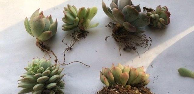 多肉植物的全面养护指南（从栽培到繁殖，打造健康多肉花园）