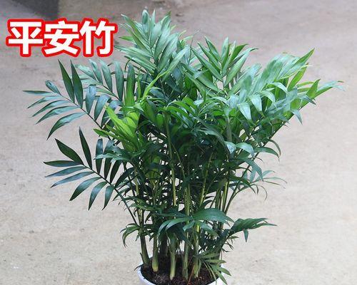 家庭绿植推荐（让家更有生气——推荐7种适合家庭种植的绿植）