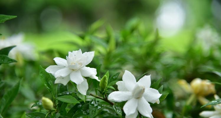 栀子花开花时间与频率探究（探究栀子花开花周期及影响因素）