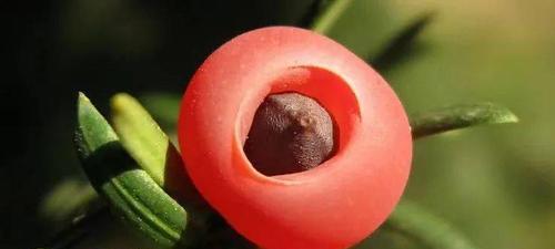 裸子植物的性状——有关裸子植物有花和果实吗（探究裸子植物的生殖器官和繁殖方式）