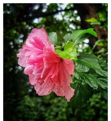 木槿花——古代雅称的韵味(探寻木槿花在文学艺术中的地位) 木槿花——古代雅称的韵味(探寻木槿花在文学艺术中的地位)