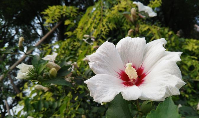 木槿花——古代雅称的韵味(探寻木槿花在文学艺术中的地位) 木槿花——古代雅称的韵味(探寻木槿花在文学艺术中的地位)
