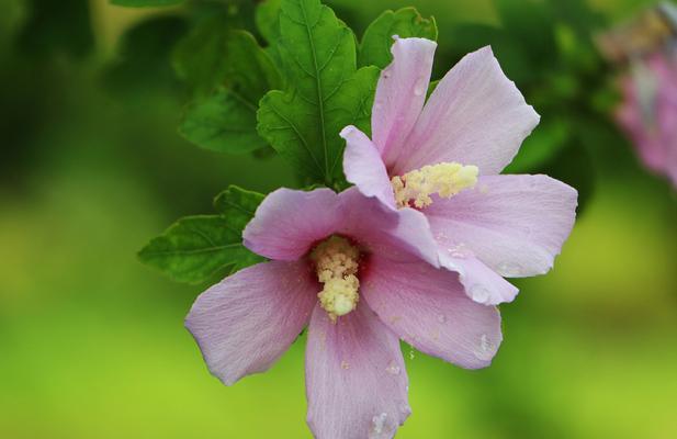 木槿花——古代雅称的韵味(探寻木槿花在文学艺术中的地位) 木槿花——古代雅称的韵味(探寻木槿花在文学艺术中的地位)
