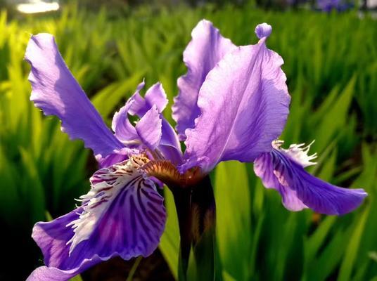 鸢尾花的品种及特点（探寻鸢尾花的美丽秘密）