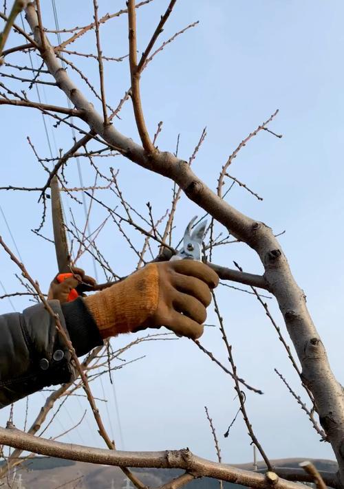 冬季桃树修剪的时间和方法（打造健康结实的桃树，享受好果实）