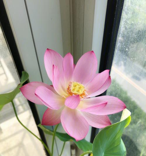 碗莲的开花时间及特点（探秘碗莲的花期和种植要点）