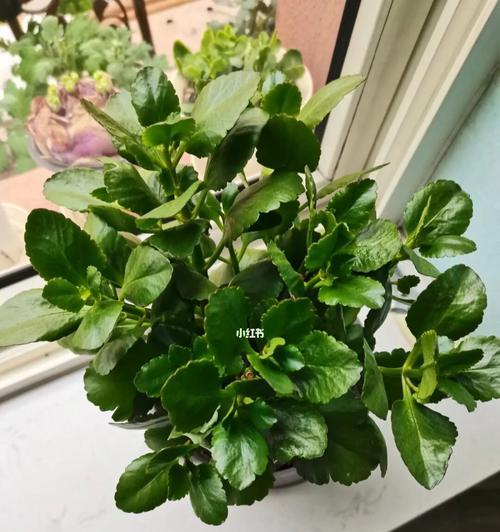 室内养花草指南（打造舒适温馨的家居绿色空间）