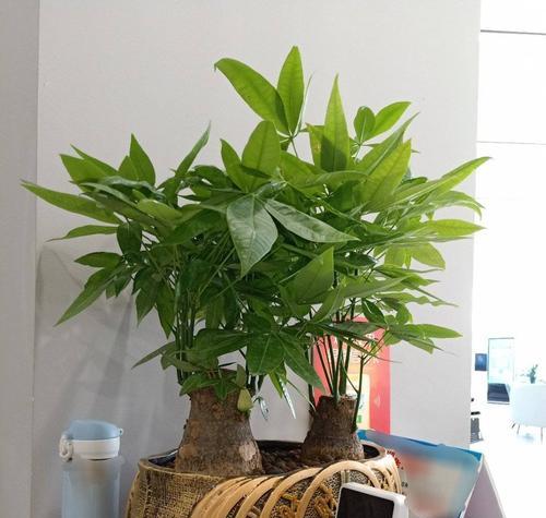 室内养花草指南（打造舒适温馨的家居绿色空间）